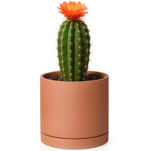 Miniatura 11 de D'vine Dev Maceta de Terracota Extra Pequeña de 4 Pulgadas con Orificio de Drenaje y Platillo, Maceta Cilíndrica Redonda para Plantas
