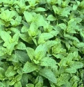 Miniatura 2 de Hierba de jardín de menta de Seed Kingdom BULK 1 oz Semillas