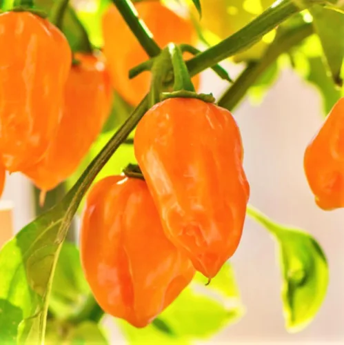 TomorrowSeeds - Semillas de pimiento habanero naranja - Más de 100 unidades - para plantar 350,000 unidades Scoville Scoville picante tropical chile