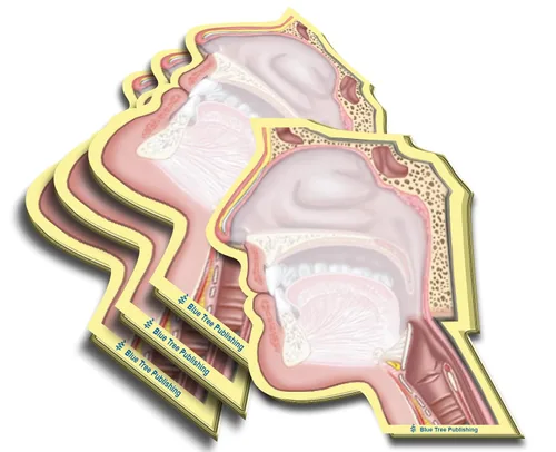 Miniatura 29 de Notas Adhesivas de Anatomía