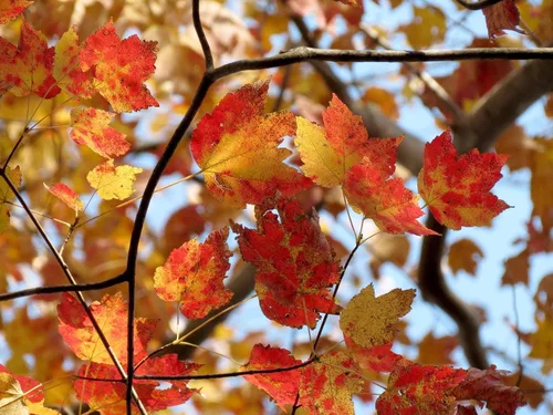 Miniatura 7 de TomorrowSeeds - Semillas de árbol de arce rojo - Más de 50 unidades - para plantar 2026 Acer Rubrum Illinois Roble Escarlata Azúcar canadiense