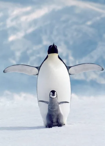 Miniatura 2 de Eurographics Rompecabezas de 1000 piezas de pingüino y pollito