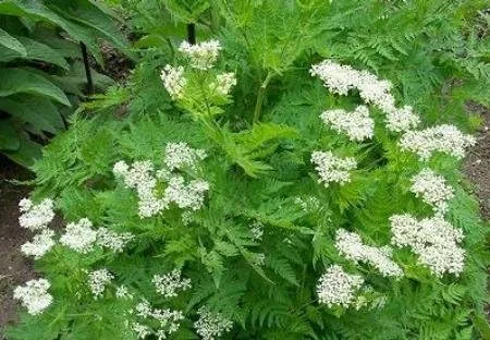 Miniatura 2 de Anís Great Herb or Vegetable by Seed Kingdom Bulk 10,000 Semillas