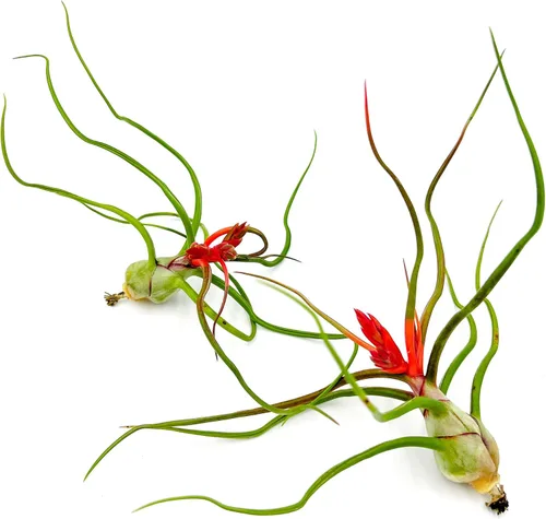 Miniatura 21 de ragnaroc Air Plants - Tillandsia Caput Medusae Floreciente, Grande 5-7" - 1ct - Llegada Viva Garantizada - Plantas de Casa para Decoración del Hogar