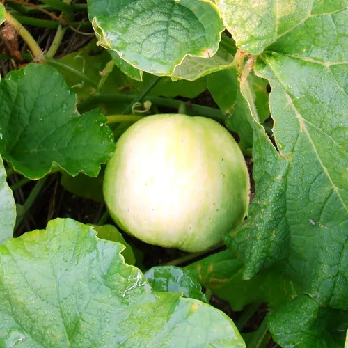 TomorrowSeeds - Semillas de melón asiático dulce de Sakata - Más de 50 unidades - Para plantar Conomon japonés japonés de pared delgada melón blanco