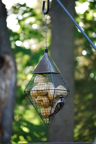 Miniatura 3 de Wildlife Sciences Paquete de 24 bolas de sebo para pájaros, 6 paquetes envueltos individualmente de 4 bolas de sebo para pájaros