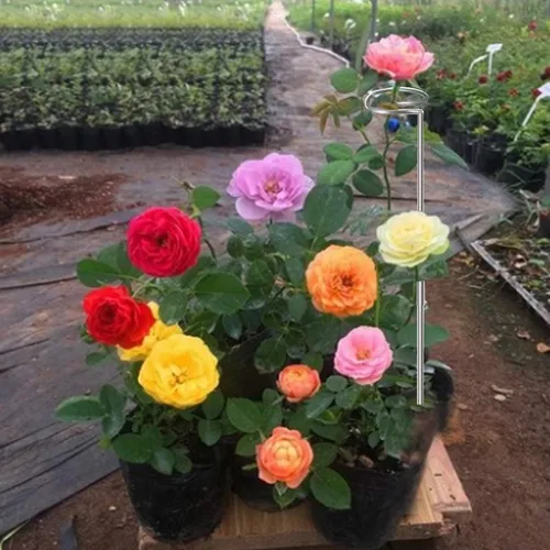 Miniatura 5 de Estacas para plantas de 30 pulgadas o 16 pulgadas para flores, paquete de 5 (bricolaje), anillos de soporte de jaula de plantas de acero inoxidable
