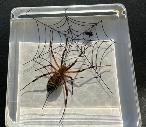 Miniatura 10 de 44mm de escorpión negro real en resina de lucite transparente cristalina, especímenes de artesanía, insectos de varios animales, colección