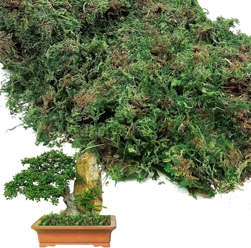 Miniatura 9 de Musgo verde natural de 10 onzas para plantas de interior, musgo real de bosque seco para manualidades, jardines de hadas artificiales, mosswall