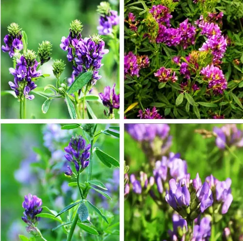 100 semillas de alfalfa morada, cultivo de cobertura regenerativa, semillas certificadas sin OMG de alta germinación, semillas convencionales,