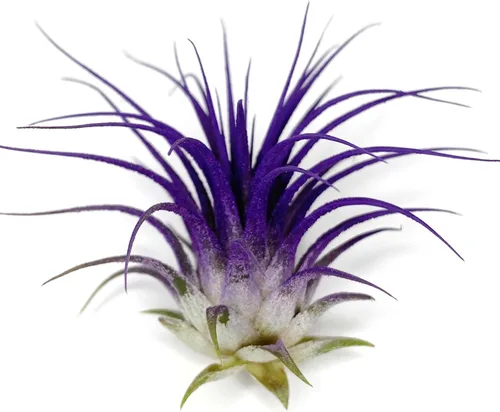 Miniatura 11 de Planta de aire Tillandsia Ionantha de Guatemala, planta de aire viva Tillandsia de Guatemala, llegada saludable garantizada, excelente planta de Azul