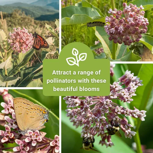 Miniatura 6 de Sow Right Seeds - Semillas de algodoncillo común para plantar - Cultiva tus propias asclepias para mariposas monarca - Mala de leche/Asclepias
