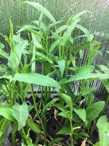 Miniatura 3 de 2500 semillas de Kang Kong también conocidas como semillas de Rau Muong o Ong Choy Semillas CAI de Kong Xin para plantar Semillas de Kangkong