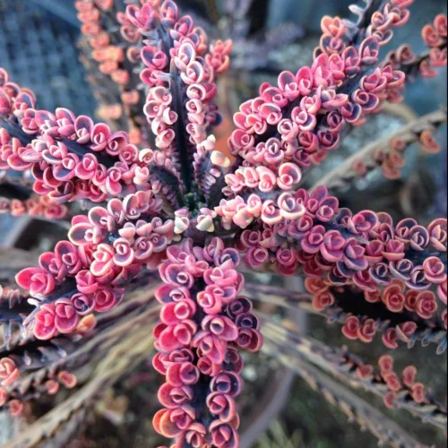 Kalanchoe - Mariposa rosa, planta Kalanchoe rosa viva en maceta de 2 pulgadas, madre de miles de suculentas abigarradas planta de interior viva
