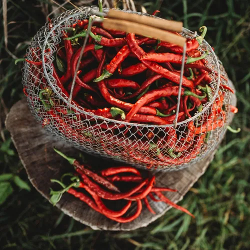 Tatli Kil Sivri (Sweet Sivri) Pimienta turca - 25 semillas - Variedad de reliquia y polinizada abierta, cultivadas en Estados Unidos, semillas de