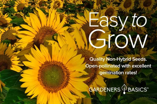 Miniatura 3 de Gardeners Basics, Semillas de girasol para plantar flores (paquete de 5) – Velvet Queen, mancha solar enana, reina limón, gigante y mamut mezcla a