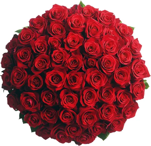 Miniatura 35 de GlobalRose Ramo de 50 rosas surtidas, rosas de origen responsable, flores frescas, ramo fresco de flores seleccionadas a mano para el día