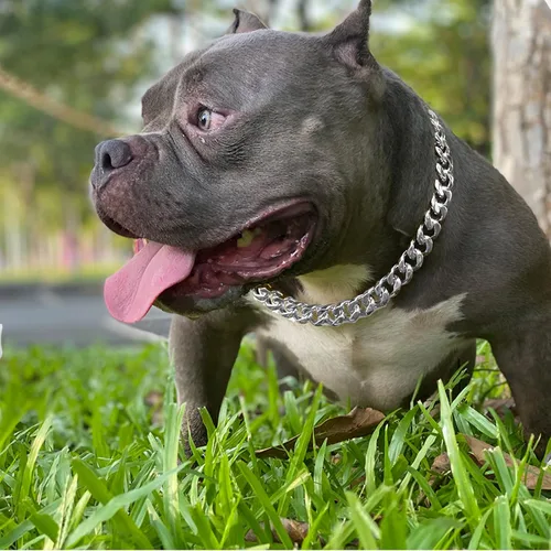 Miniatura 2 de Collar de cadena de plata para perros con diseño de hebilla de seguridad y etiqueta de identificación, collar para mascotas, fuerte cadena