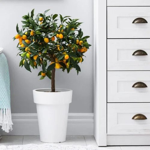 Miniatura 6 de Gardenera 's Premium Kumquat Soil Mix - Suelo para macetas de drenaje rápido para cultivar y trasplantar cítricos Japonica - 1 cuarto de galón