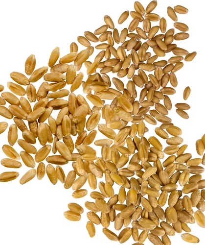 Miniatura 3 de Grano de trigo blanco duro verificado sin OMG 100% sin irradiar Kosher Parve Cosechado en EUA Con rastreo de campo