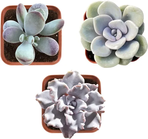 Miniatura 4 de Plantas suculentas (paquete de 3 unidades), suculentas vivas totalmente enraizadas en macetas de cultivo de 5 cm, planta de interior única en maceta