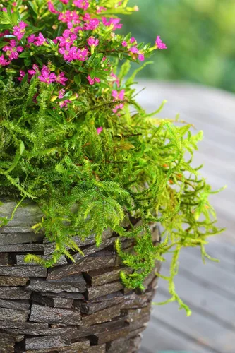 Miniatura 5 de SuperMoss (25322) Musgo forestal preservado, verde fresco, 8 onzas