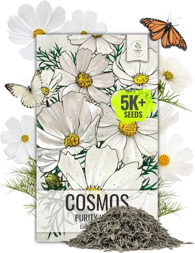 Seed Needs Cosmos Seeds White Purity 5,000 Semillas Heirloom Paquete a granel