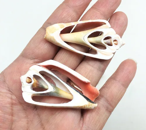 Miniatura 16 de PEPPERLONELY 20 piezas de estrombo de corte central Canarium Sea Shells, 2 pulgadas ~ 2-1/2 pulgadas