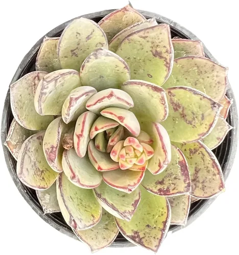 Miniatura 30 de Sprout N Green Sedum Dorado, Sedum adolphi, Mini suculenta viva totalmente enraizada en maceta de inicio de 2 pulgadas con mezcla de tierra, planta