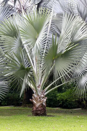 Miniatura 2 de 5 Silver Saw Palmetto Serenoa Repens American Dwarf Palm Tree Arbusto de fruta comestible Semillas de sol o sombra