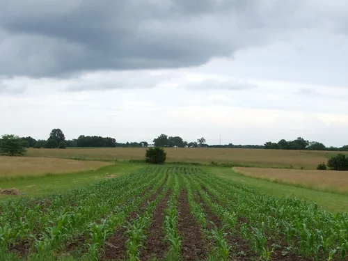 Miniatura 5 de 1 libra de libra Reid's Yellow Dent Field Corn Open Polinated Non GMO Reids USA