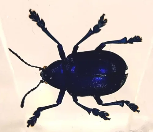 Miniatura 12 de 44mm Hormiga gigante tropical real en resina de lucita transparente cristalina, espécimen preservado Pseudoneoponera Rufipes, taxidermia