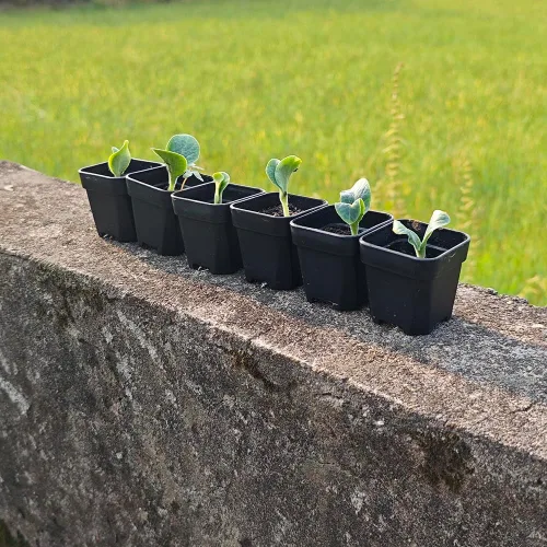 Miniatura 5 de Paquete de 200 macetas cuadradas de plástico negro de 1.95 pulgadas para vivero y plántulas, mini maceta de trasplante con orificio de drenaje