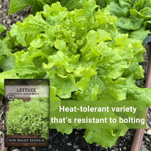 Miniatura 5 de Sow Right Seeds - Ensaladera Semillas de lechuga de hojas verdes para plantar - Paquete de reliquia sin OMG con instrucciones para plantar un huerto
