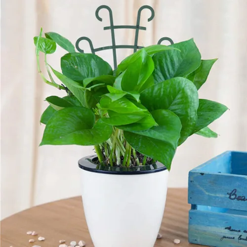 Miniatura 2 de UWIOFF Enrejado pequeño para interiores, 6 piezas de enrejado para plantas trepadoras, enrejado para plantas en maceta, maceta de plástico apilable