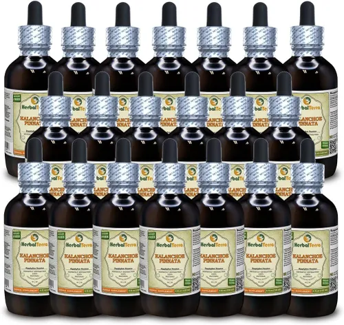 Miniatura 5 de Herbal Terra LLC Kalanchoe Pinnata (Bryophyllum Pinnatum) Extracto líquido sin alcohol de hojas secas y tallos de glicerita, 2 onzas líquidas