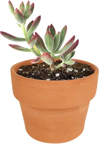 Miniatura 22 de Echeveria Lola - Planta suculenta saludable Echeveria Live de fácil cuidado para interiores, totalmente arraigada en tamaños de 2/4/6 pulgadas