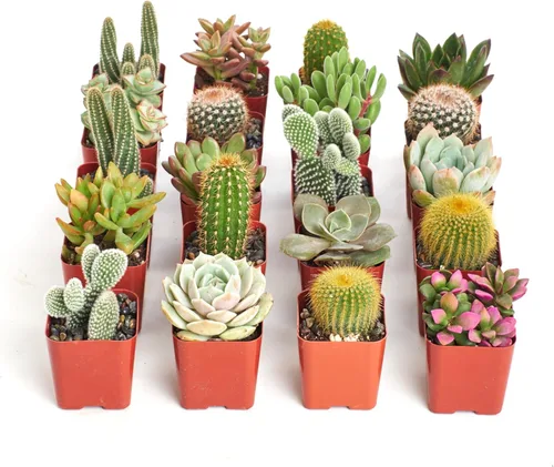 Miniatura 7 de Shop Succulents Can't Touch This Collection Surtido de plantas de cactus de interior vivas seleccionadas a mano, totalmente arraigadas, paquete