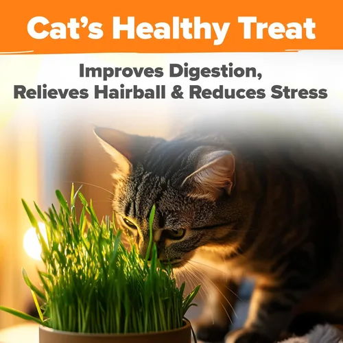 Miniatura 7 de HOME GROWN Mezcla de 3 semillas de hierba para gatos – Semillas de avena, alfalfa y hierba de gato sin OMG Hierba interior para gatos Verdes
