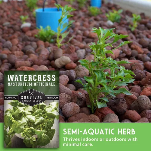 Miniatura 4 de Semillas de berros para plantar, hierbas acuáticas de reliquia, sin OMG, capuchina oficial para cultivo hidropónico, semillas de jardín