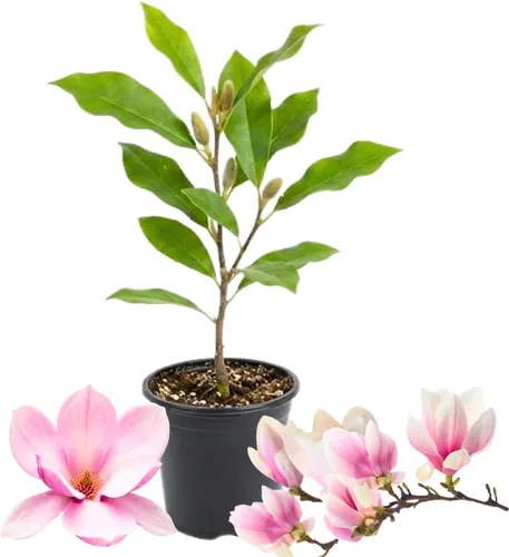 Miniatura 5 de Magnolia Tree - Planta viva para plantar, flores de magnolia arbusto de 6 a 12 pulgadas de altura, en maceta, arbusto de magnolia fragante