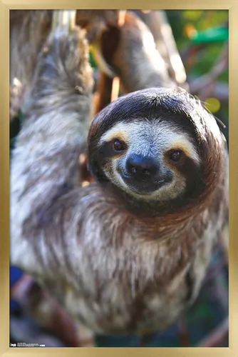 Miniatura 14 de Trends International Póster de pared de perezoso - Sonrisa, 14.725 x 22.375 pulgadas, versión enmarcada de madera de granero