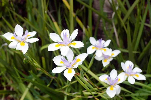 Miniatura 4 de African Iris White - 3 plantas vivas - Dietes Iridioides - Hierba de cobertura vegetal tolerante a la sequía
