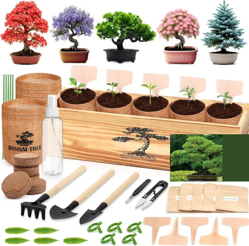 Paquete de 5 Kits de Árbol Bonsái - 5 Semillas Kit Vivo de Planta de Árbol Bonsái en Crecimiento para Principiantes, Fácil de Cultivar Kits