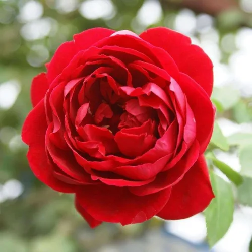 Miniatura 12 de Rosas trepadoras tradicionales, planta de raíz viva para jardín al aire libre, Arborose® Florentina, moderadamente fragante, zonas de rusticidad