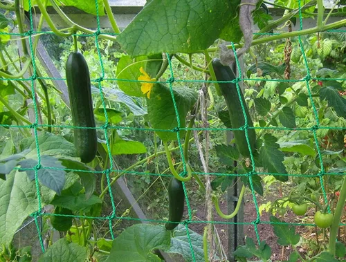 Miniatura 6 de Red de enrejado para plantas trepadoras, red de enrejado de jardín resistente para pepino, vid, frutas y verduras, plantas de tomate, red
