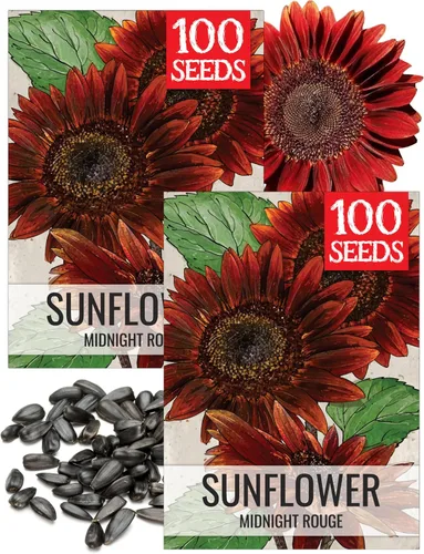 Miniatura 35 de Seed Needs Semillas de girasol para plantar girasoles de manchas solares enanas, semillas de flores de corte anual de polinización abierta