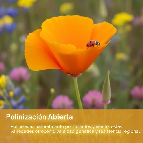 Miniatura 5 de Mezcla de flores silvestres tolerantes a la sequía, más de 20,000 semillas, paquete resellable extra grande de 1 onza - Semillas de flores sin OMG