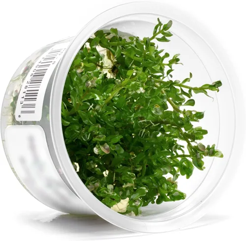 Miniatura 32 de Planta viva SubstrateSource - Hierba enana Eleocharis Belem cultivada en tejidos acuáticos para acuario - 100% libre de caracoles en copa in vitro