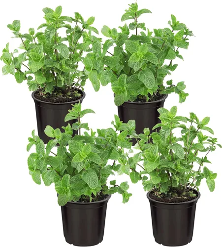 Miniatura 16 de Hierba aromática y comestible viva, lavanda (4 por paquete), potenciador natural del sueño, 6 pulgadas de alto por 4 pulgadas de ancho en 1 pinta